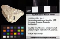 Foto (Objket + Etiketten) von Cracensigillatus acutirostrus (Moericke, 1889) 